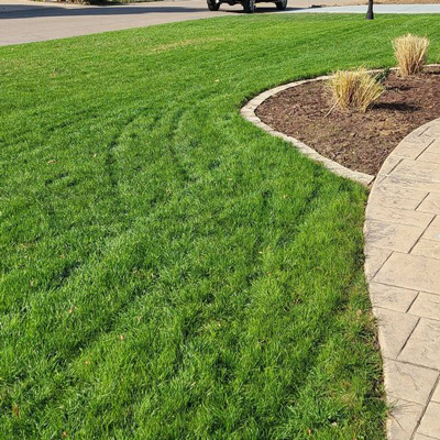 Improved lawn after lawn renovation by Platinum Lawn and Landscape serving Springfield, Chatham and Sherman in IL.