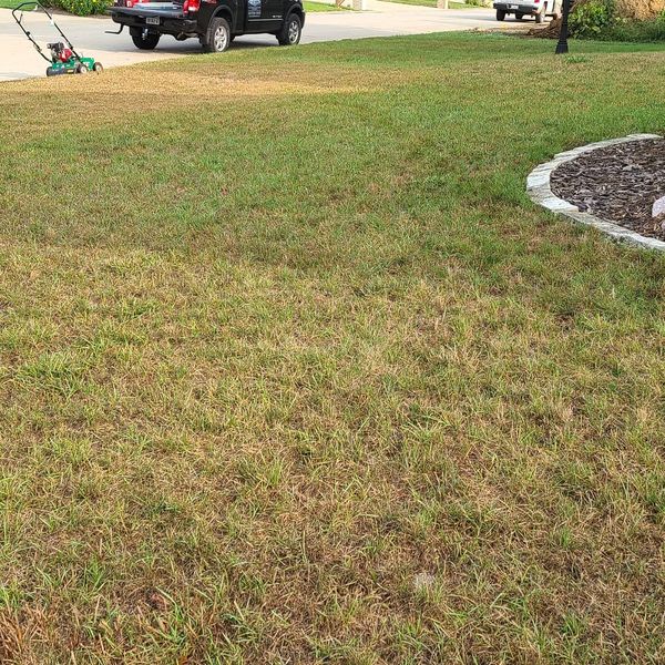 Sparse, weedy lawn before renovation by Platinum Lawn and Landscape in Springfield, IL.